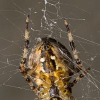 Garden Spider 